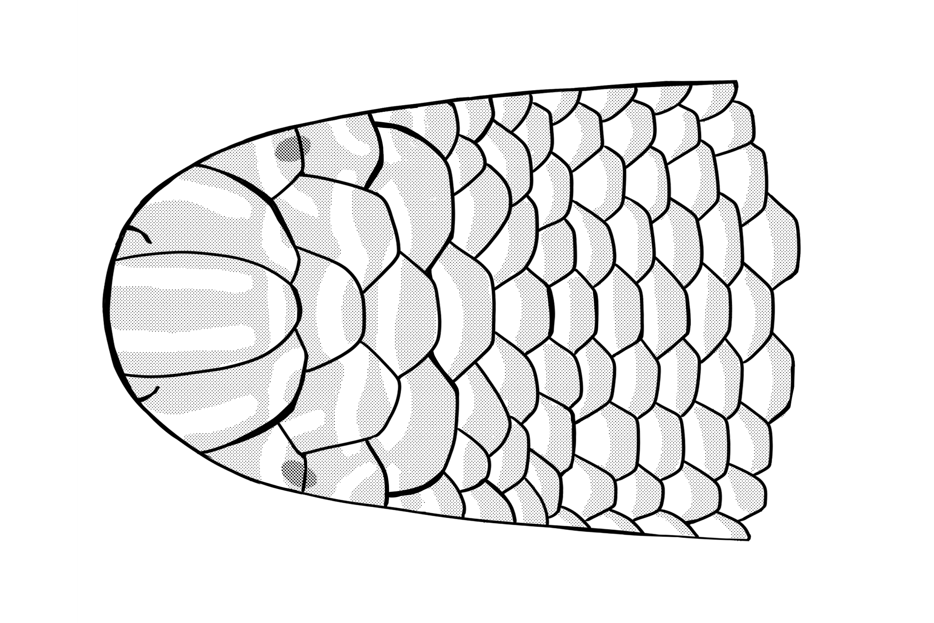 Illustration of Ramphotyphlops mollyozakiae
